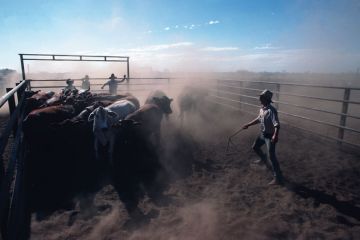 Cowboys helps to separate cows into different pens to illustrate V-c: give regional universities first dibs on extra equity places