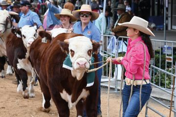 Cattle are held by wranglers and paraded down the main street  in Casino, Australia to illustrate Sparks fly over Australian bush study centres