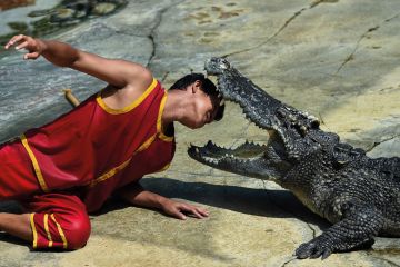 A performer putting his head between the gaping fangs of a crocodile to illustrate Florida universities quiet over ban on hiring Chinese academics