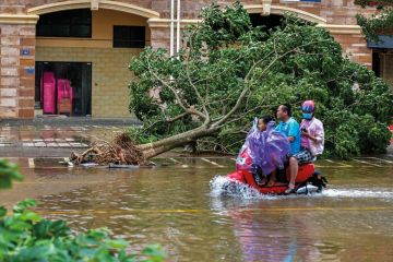 A resident rides past an uprooted tree in Lingao County, Hainan province of China A resident rides past an uprooted tree in Lingao County, Hainan Province of China. to illustrate Universities slow to embrace China’s Hainan branch campus vision