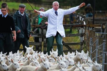 Lambs are herded between pens Lambs are herded between pens to illustrate Union members back push for student number controls