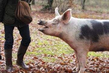 Pig with mouth open looking at persons bag. Pig with mouth open looking at persons bag.