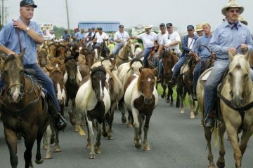 People herding wild ponies in Virginia to illustrate Virginia aims to force hiring of conservative professors