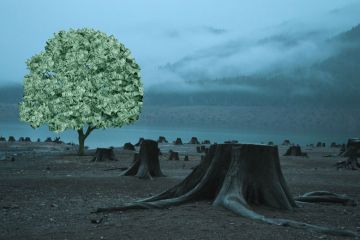 Tree filled with money with other trees cut down. Tree filled with money with other trees cut down.