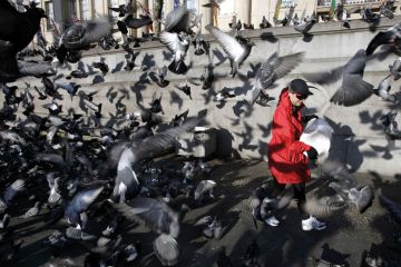 Woman feeding pigeons in Trafalgar Square London Woman feeding pigeons in Trafalgar Square London to illustrate ‘Hounded’ academics urge ministers to back campus free speech act