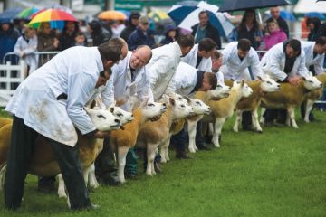 Sheep are being judged in a show ring Sheep are being judged in a show ring
