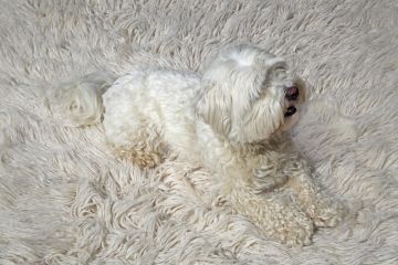 Dog_Rug_Blend_White.jpg