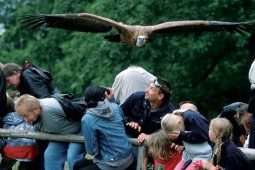 Vulture flying over visitors Vulture flying over visitors