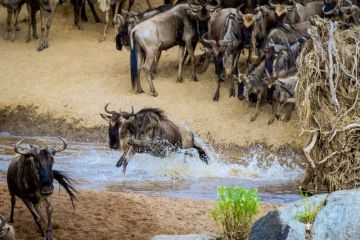 Wildebeest migration Wildebeest migration