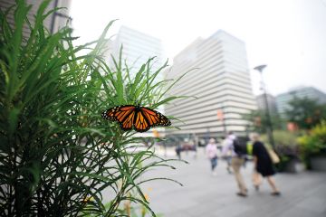 Monarch butterfly in city Monarch butterfly in city