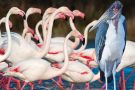 A group of flamingos and a Marabou stork A group of flamingos and a Marabou stork