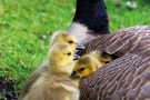 Goslings under wing Goslings under wing