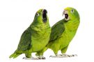 Parrots in conversation Dialogue