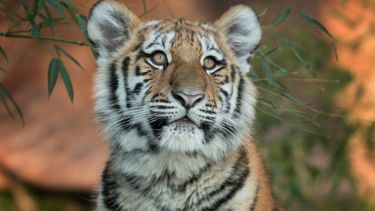 A young tiger