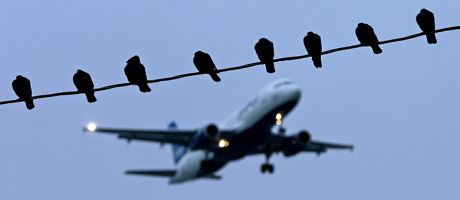 Birds rest on a power line as a jet is on final approach to the airport. To illustrate TNE (transnational education) 