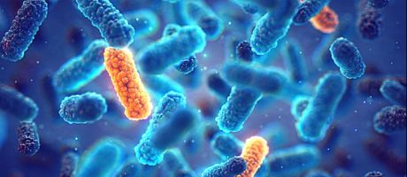 Bacteria Bacteria