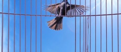 A bird flies out of a cage, representing independence for Atec