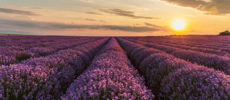 The sun shines on the horizon of a lavender field The sun shines on the horizon of a lavender field
