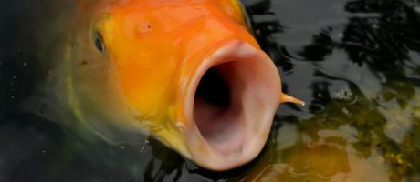 A carp with its mouth wide open, symbolising toothless free speech laws