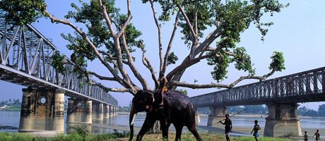 Elephant, with tree branches, on the confluence of river Ganges and Gandak at Sonpur in Bihar, India. To illustrate branch campuses in India. Elephant, with tree branches, on the confluence of river Ganges and Gandak at Sonpur in Bihar, India. To illustrate branch campuses in India.