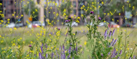 Wild flowers next to a building, illustrating rewilding Wild flowers next to a building, illustrating rewilding
