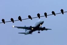 Birds rest on a power line as a jet is on final approach to the airport. To illustrate TNE (transnational education) Birds rest on a power line as a jet is on final approach to the airport. To illustrate TNE (transnational education)
