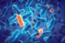 Bacteria Bacteria