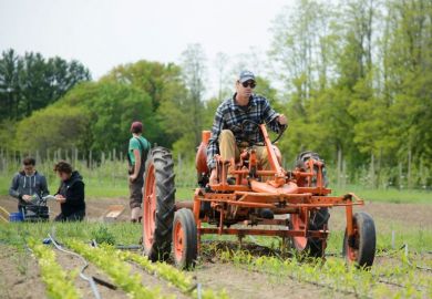 Evan Hoyt hoes corn with a tractor on a University of Vermont farm