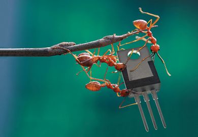 Ants on a twig Ants on a twig