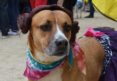 A dog with scarves around its neck