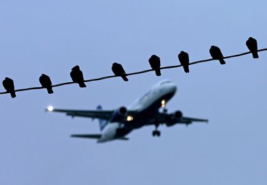 Birds rest on a power line as a jet is on final approach to the airport. To illustrate TNE (transnational education) 
