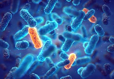 Bacteria
