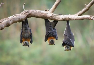 Three bats hanging upside down