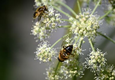 Bees pollinate a flower