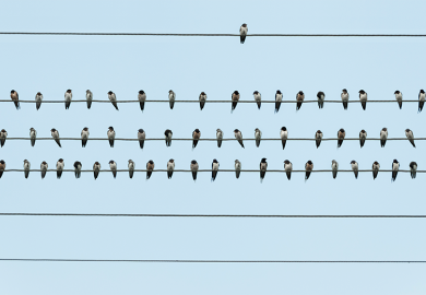 A number of birds on four telephone wires running parallel - only one is on the top one