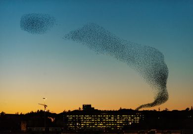 murmuration murmuration