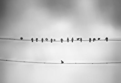 Lone bird on telephone wire