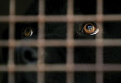 Black labrador dog looking out of cage