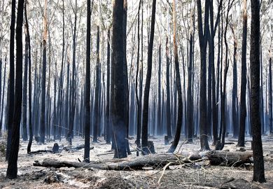 Burnt forest