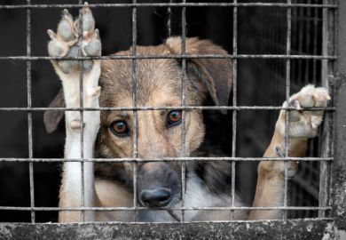 A caged dog, illustrating university capture
