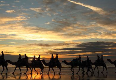 camels-sunset camels-sunset