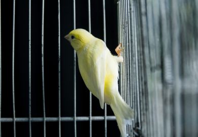 A canary in a dark cage