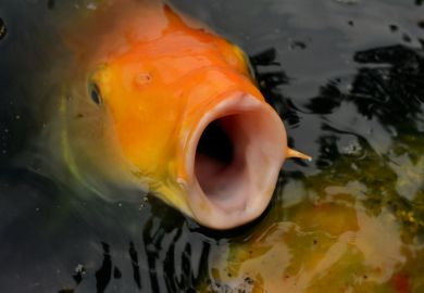 A carp with its mouth wide open, symbolising toothless free speech laws