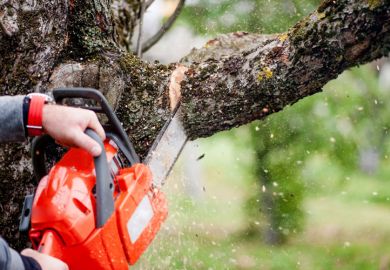 Chainsaw cutting tree branch