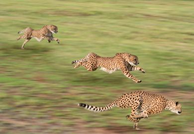 Cheetahs hunting