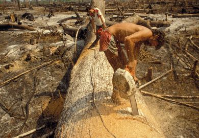 Chopping tree with large chainsaw