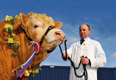 Blonde Aquataine champion bull with rosettes and garland of flowers at a sale in Cumbria