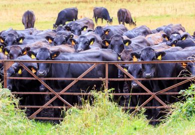 Cows shut out by a gate, symbolising university access