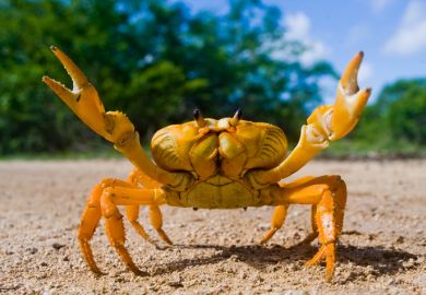 A crab with pincers raised