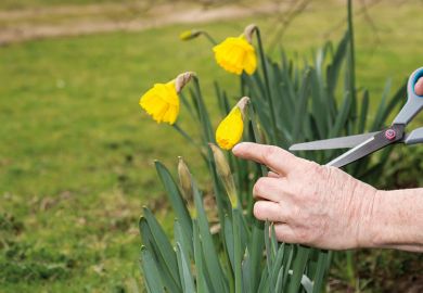 Cutting daffodils back Cutting daffodils back